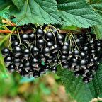 KOKULU FRENK ÜZÜMÜ FİDANI 3 ADET