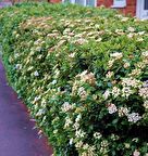 KARTOPU ÇİÇEKLİ ÇİT BİTKİSİ 3 ADET