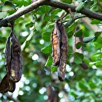 KEÇİBOYNUZU / HARNUP FİDANI 5 ADET