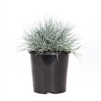 MAVİ SÜS ÇİMİ 3 ADET - FESTUCA OVİNA