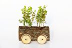 OFİS BİTKİSİ BUXUS - AHŞAP ARABA SAKSIDA HEDİYELİK