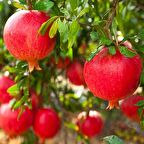 HİCAZ NAR FİDANI TÜPLÜ 2-3 YAŞ