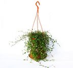 AVUSTRALYA SARMAŞIĞI 3 ADET - HEDİYELİK ASKILI SAKSIDA