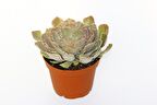 ECHEVERİA - BÜYÜK BOY SUKULENT