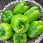 DOLMALIK BİBER EKİM SETİ -TOHUM,TOPRAK,SAKSI,BİTKİ BESİNİ