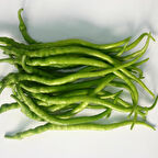 TATLI KIL BİBER EKİM SETİ -TOHUM,TOPRAK,SAKSI,BİTKİ BESİNİ