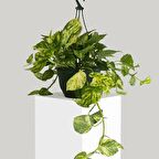 SALON SARMAŞIĞI POTHOS - HEDİYELİK EV OFİS BİTKİSİ