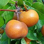 NAŞİ (JAPON) ARMUT FİDANI 3 ADET TÜPLÜ 100-150 cm