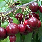 REGİNA KİRAZ FİDANI TÜPLÜ 100-150 cm