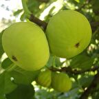 BURSA BEYAZI İNCİR FİDANI 3 ADET TÜPLÜ