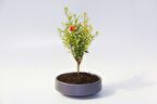 BONSAİ PUNİCA SÜS NARI - GREY SERİSİ HEDİYELİK