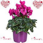 SEVGİLİLER GÜNÜ ÇİÇEĞİ MOR SİKLAMEN