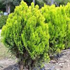 ALTUNİ MAZI FİDANI 3 ADET - SARI ÇİT BİTKİSİ