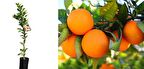 PORTAKAL FİDANI 2 ADET - 3 YAŞ AŞILI ve TÜPLÜ FİDAN 100-150 cm