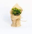 NİKAH FİDANI 50 ADET - ÖZEL GÜN FİDANI (Taflan - Microphyllus Aurea)