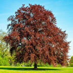 KIRMIZI KAYIN FİDANI - Fagus Sylvatica Atropurpurea