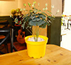 OKALİPTUS DEKORATİF BİTKİ SETİ (BİTKİ, SARI SAKSI, DOLOMİT TAŞI)