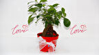 BONSAİ FİCUS GİNSENG - Sevgililer Günü ve Özel Gün Hediyesi