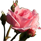 Gül Fidesi Fidanı ''Pembe'' 10-20 cm