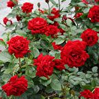 Güller Diyarı Ispartadan Kokulu Yediveren Kırmızı Gül Fidanı 20-3 N11.19604