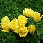 Yediveren Sarı Gül Fidanı 1 Adet 15-25 Cm 