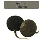 Siyah Turp Tohumu 1 Paket Turp Tohumu Siyah Kapalı Paket Yüksek Verimli Tohum