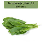 Ekşi Otu Tohumu Kuzukulağı Tohumu 1 Paket Kuzu Kulağı Ekşimen Otu Tohumu Yüksek Verimli Tohum