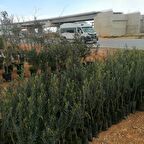 ZETİN FİDANI GEMLİK TRİLYE