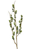 Leaves 102 cm