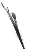 Peacock 136 cm