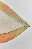 Folium Amerikan Servis