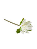Beyaz Lotus 22 cm