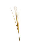 Bulrush 119 cm Krem