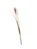 Bulrush 119 cm Mor