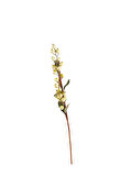 Fruit 83 cm Krem