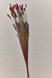 Grass 75 cm Kırmızı