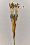 Grass 75 cm Yeşil