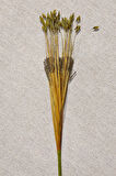 Grass 75 cm Yeşil