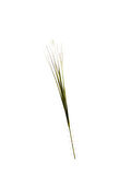 Grass 92 cm Krem
