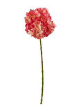 Ortanca 60 cm Pembe