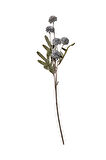 Karahindiba 51 cm Mavi