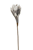 Yıldız Çiçeği 90 cm Gri