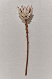 Protea 50 cm Yeşil
