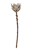 Protea 50 cm Yeşil