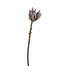 Protea 50 cm Kahverengi