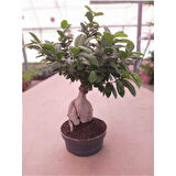 Ficus Bonsai Ağacı Medium (Ficus Microcarpa Ginseng) 10-20 cm