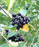 Viking Aronya (Aronia melanocarpa) Fidanı - 2 Yaş, Kolay Bakımlı ve Verimli