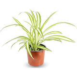 Kurdele Çiçeği Chlorophytum Comosum Variegatum 10-20 cm