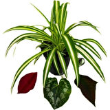 Chlorophytum Comosum Kurdele Çiçeği 10-20 cm