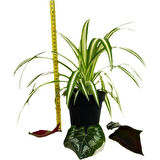 Chlorophytum Comosum Kurdele Çiçeği 10-20 cm